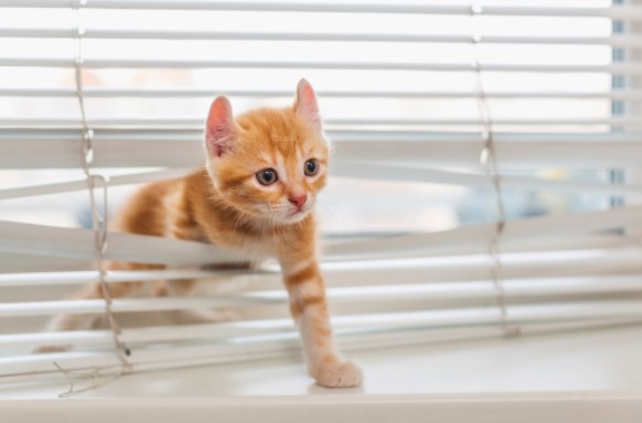 Window Blinds