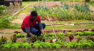 Set Up Irrigation & Infrastructure